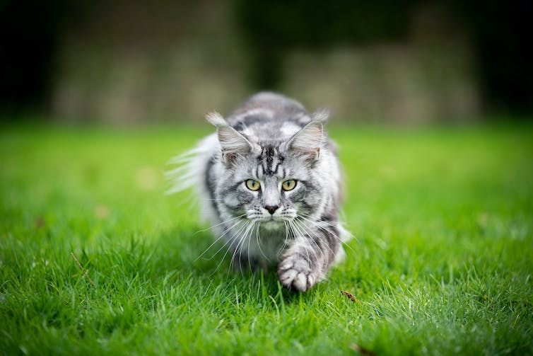 a long-haired cat walks on green grass