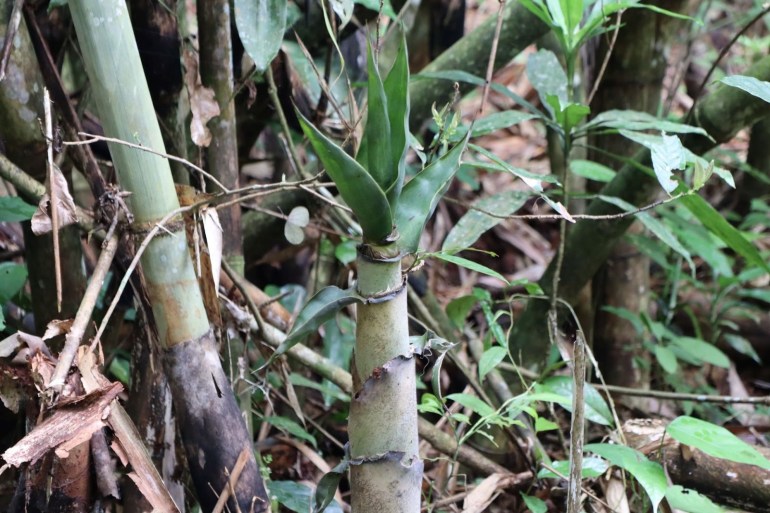 Young bamboo, a favorite food of elephants in Cat Tien National Park. [Sen Nguyen/Al Jazeera]