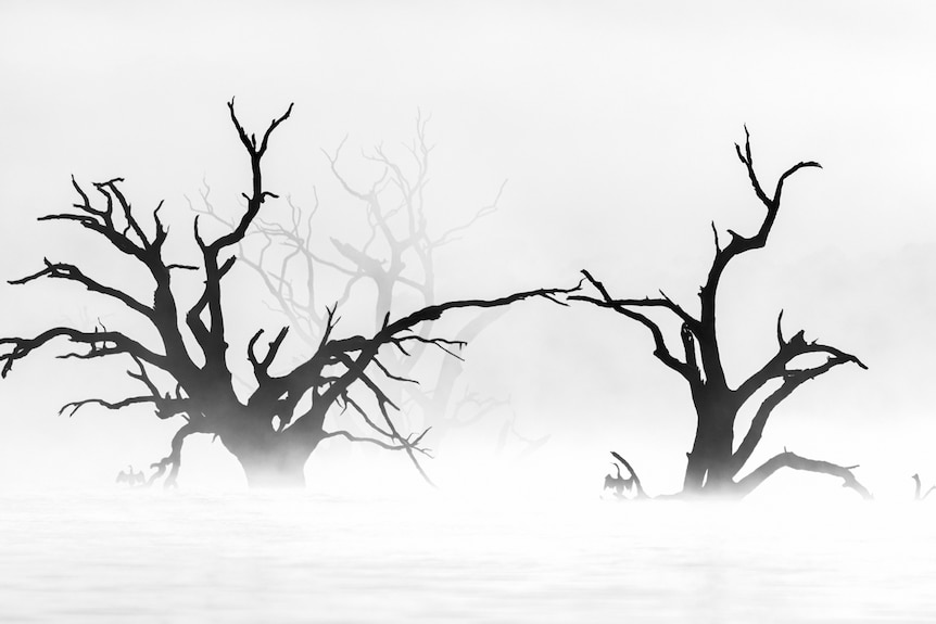 Black and white misty landscape with Australasian Darter perched, sunsets