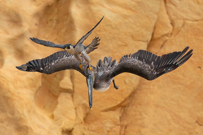 A Peregrine Falcon stalks a Brown Pelican against a rocky backdrop