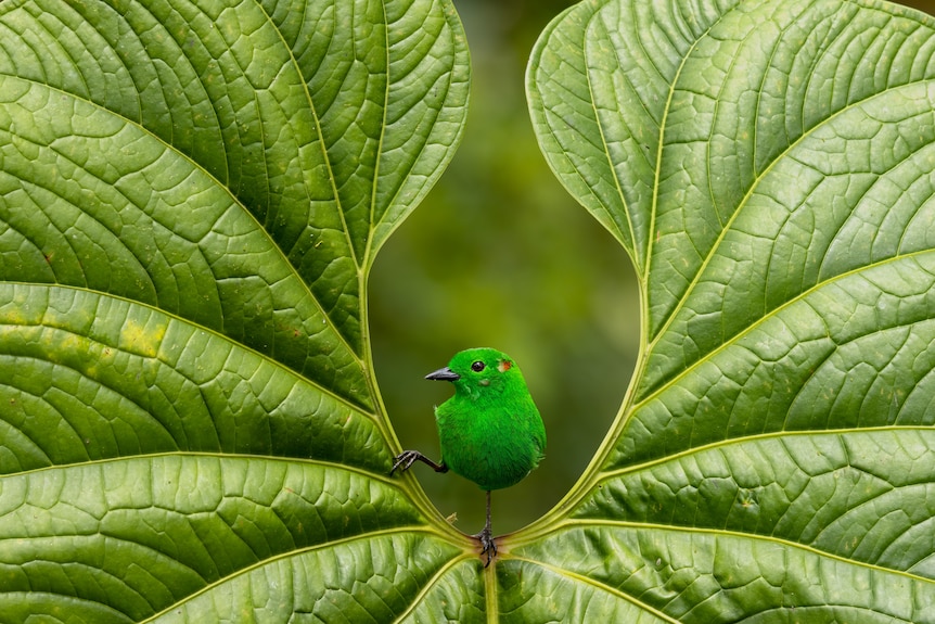 A bright green tanager sits on the tip of a leaf