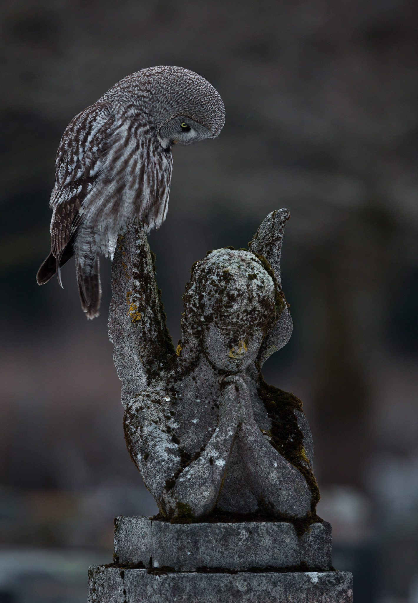 An owl sits on top of a praying angel, head bowed as if in prayer