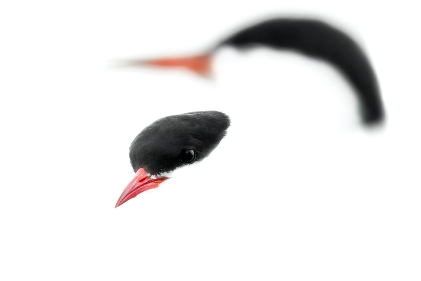 Close up of the face of two terns.