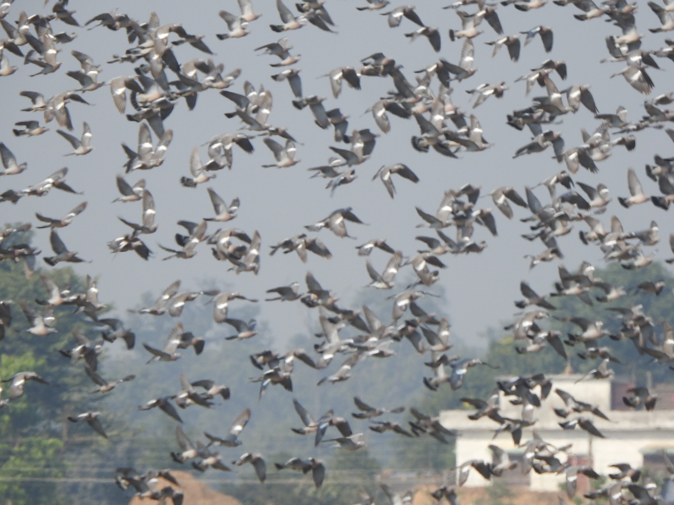 Super flock of pigeons