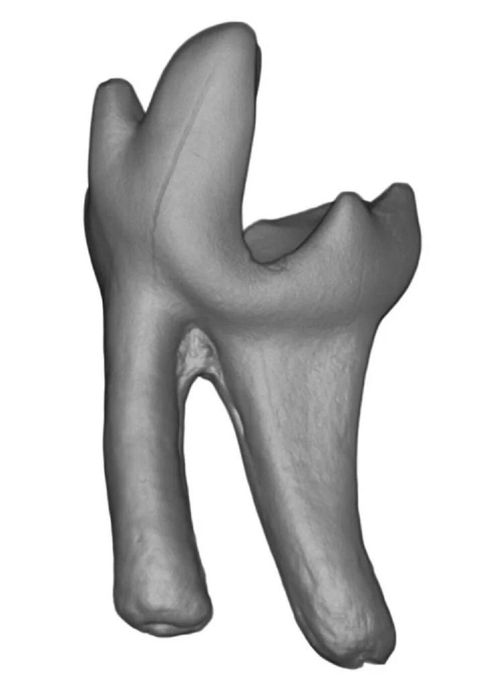 3D model of a Sikuomys mikros tooth