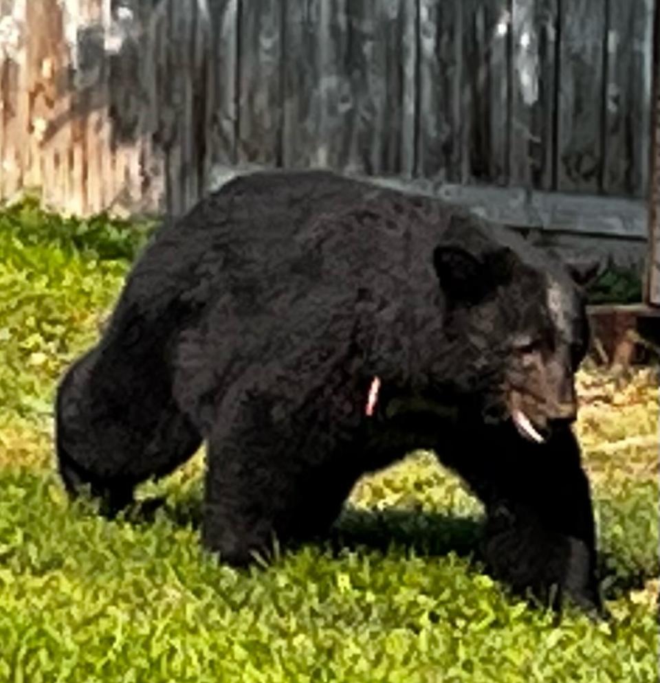 A black bear was spotted in Corey Hademan's Prince George, BC, yard this week.