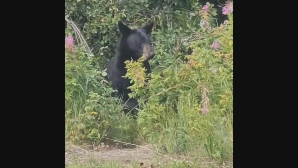 Some have speculated that the lack of berries due to the drought is driving bears to forage in cities.