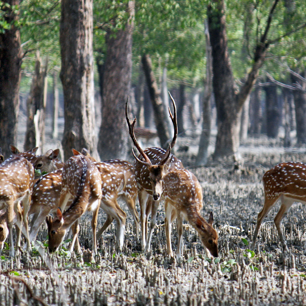 A herd of chital, or leprosy deer, in the Sundarban mangroves. 