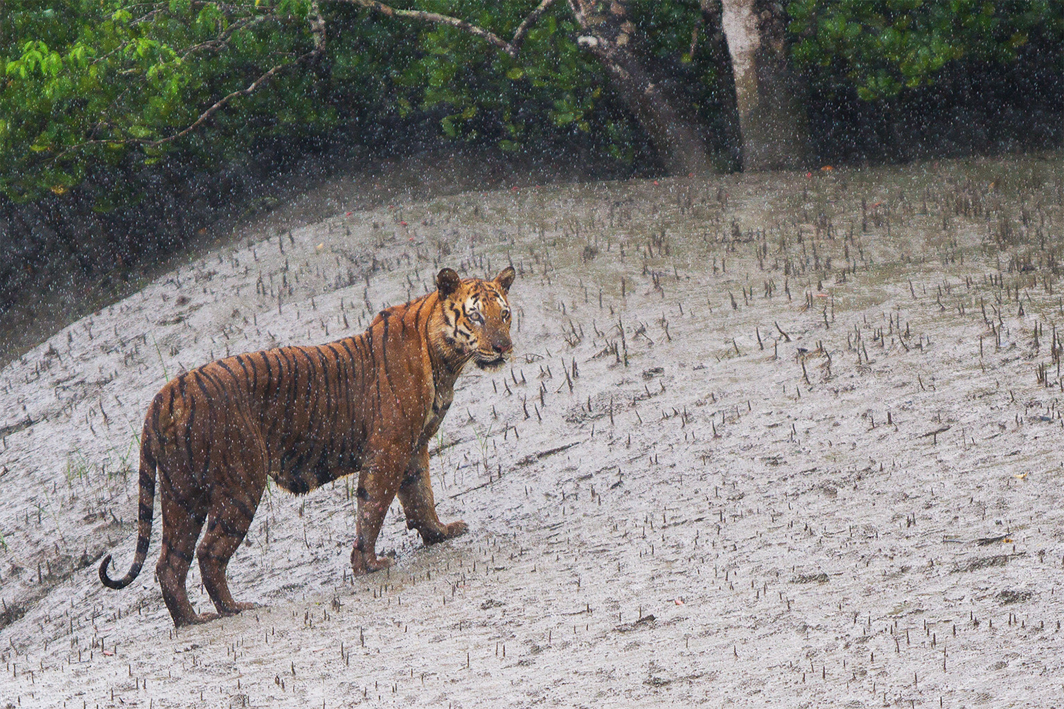 Bengal raining tiger in Sundarban Tiger Reserve, West Bengal, India.