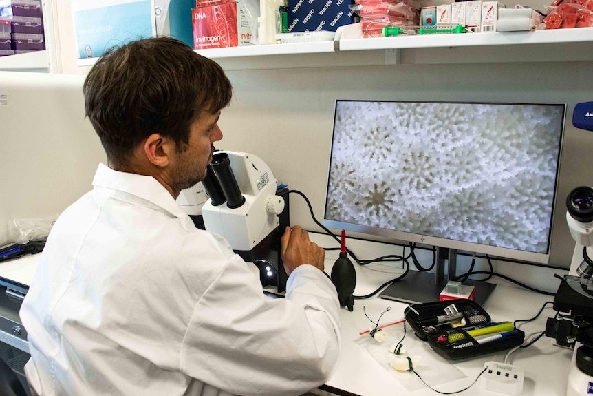 Back view of man in white lab coat at desk, microscope projects close-up pattern of coral on monitor