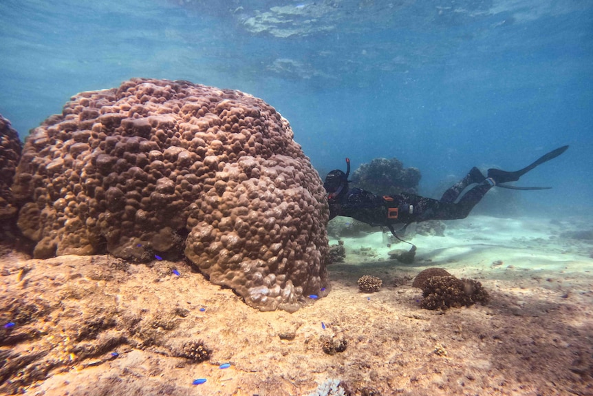 A wide underwater angle shows the large rock porties on the left and the diver behind them taking a sample from the shallow water.