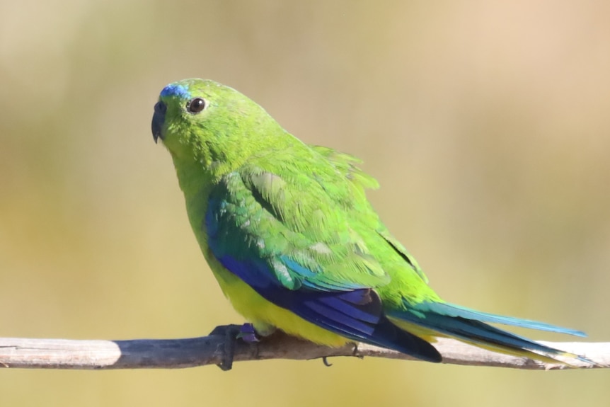 A green parrot with blue patches sits on a tree perch, next-to-camera