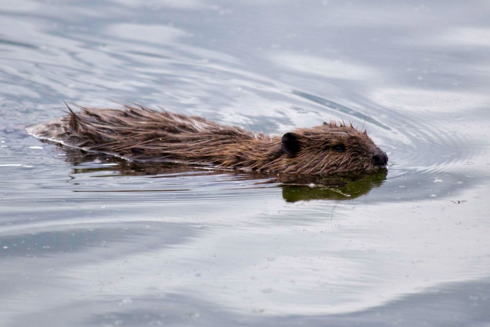 A beaver.  Photo courtesy of Ken Tape/A-bon