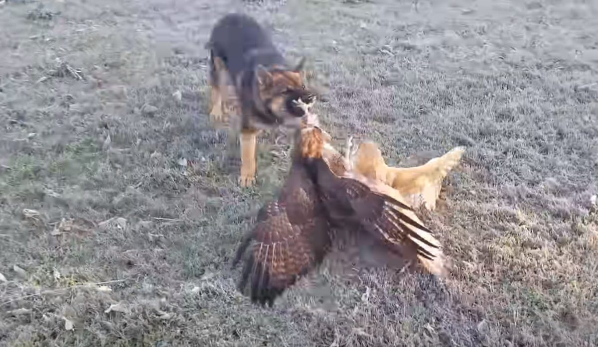 A Curious Dog Comes Between A Hawk Attacking An Owl In A Barn, With A Nail In The Face