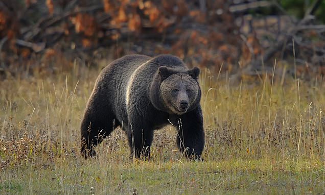 A grizzly bear is released after killing a woman and breaking into a home
