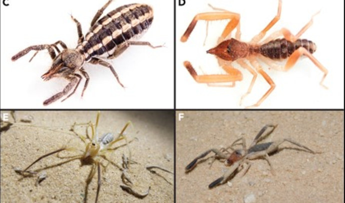 A hidden camel spider tree of evolution discovered by Israeli researchers