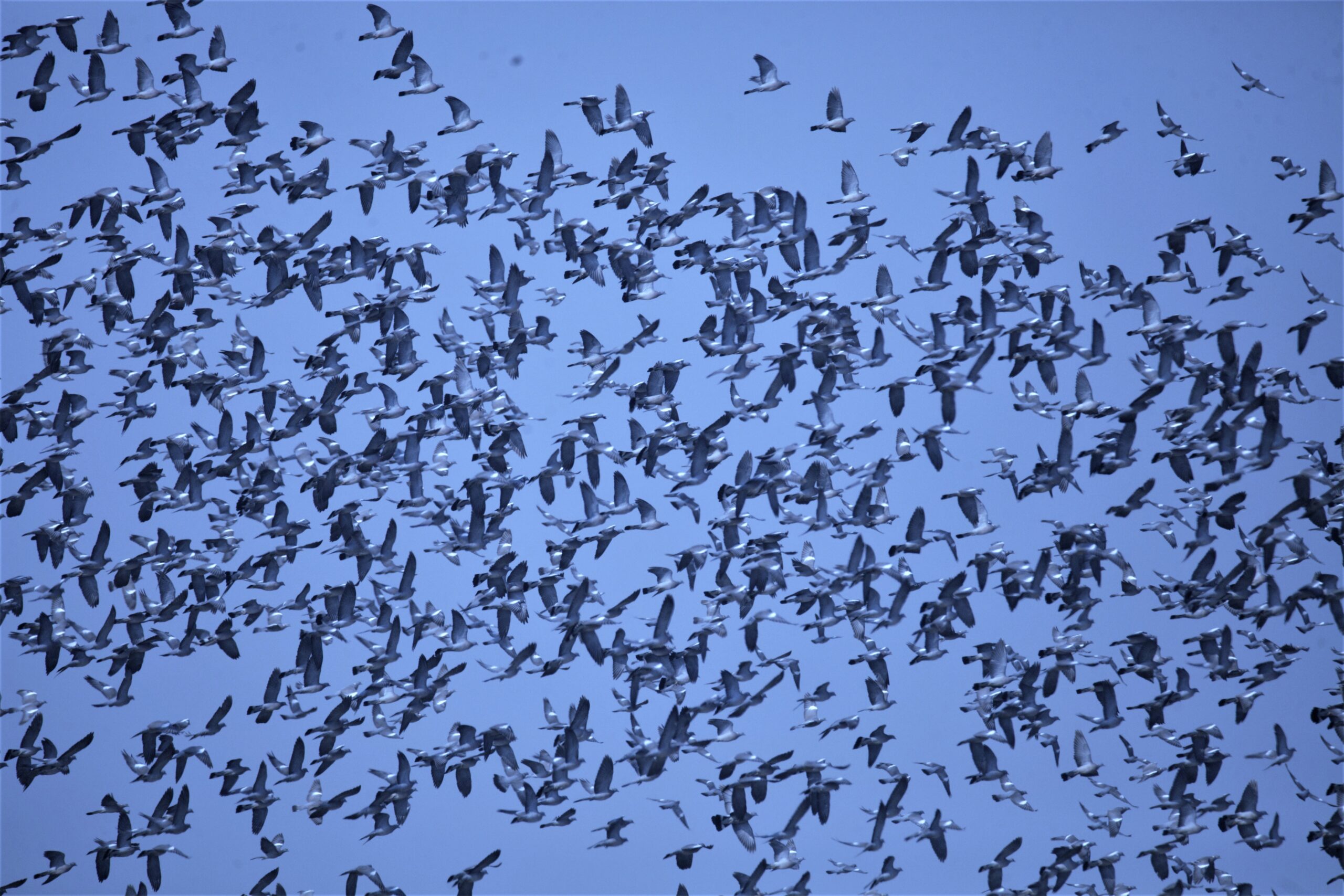 a flock of pigeons in Nepal