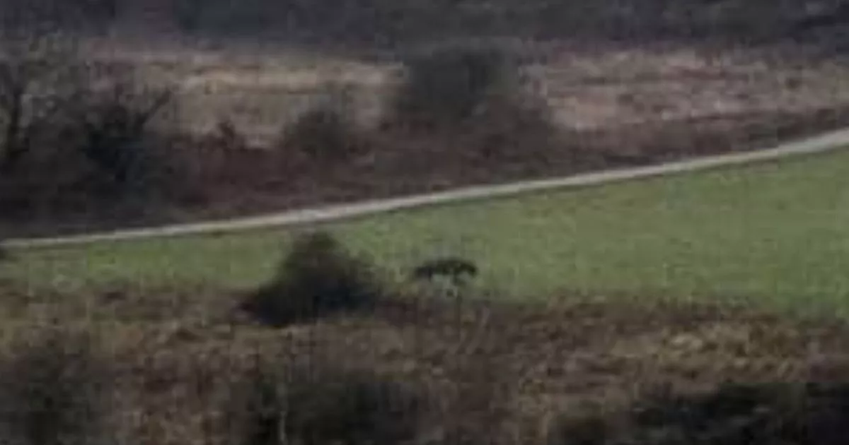 A new big cat documentary may reveal the truth behind the Cheshire sighting