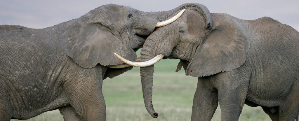 Amazing Discovery Claims Elephants Have Specific 'Names' For One Another