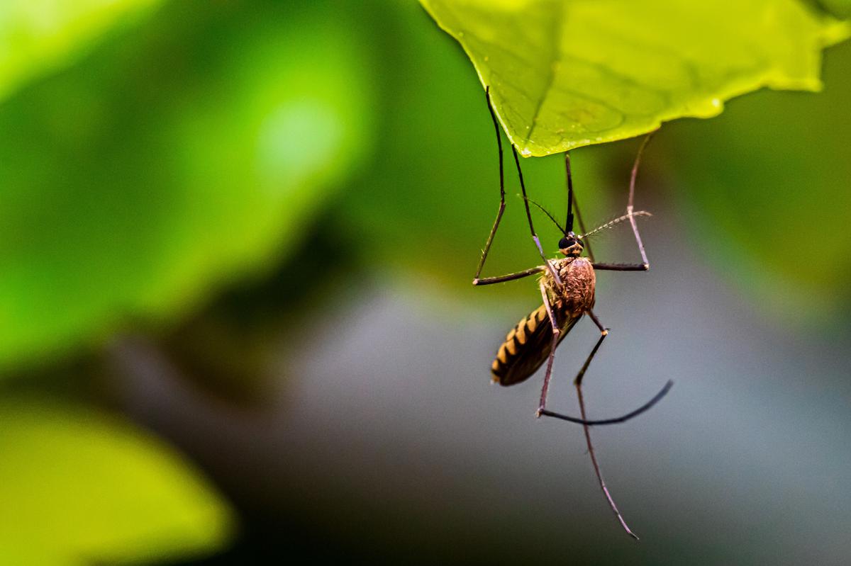 Amazing breakthrough: genetic engineering gives mosquito control a boost
