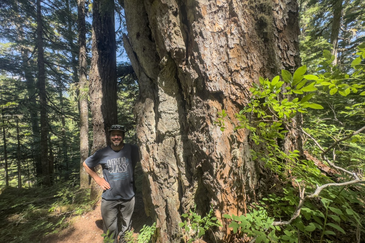 'Amazing' long ago Douglas fir found in Whistler is 'in a different league'
