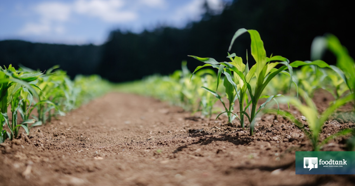 Are GE Soil Microbes Endangering Healthy Soils?