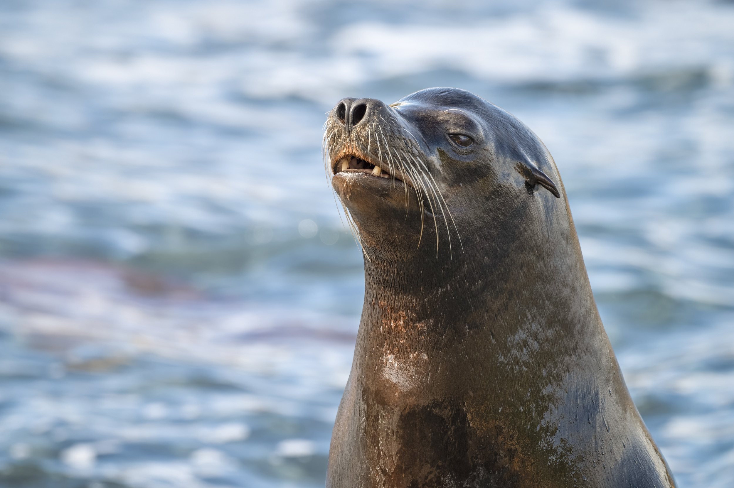California sea lions are dying - now scientists know why