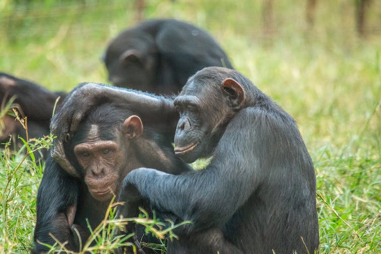 Chimpanzees are not pets, despite what the social media tells you
