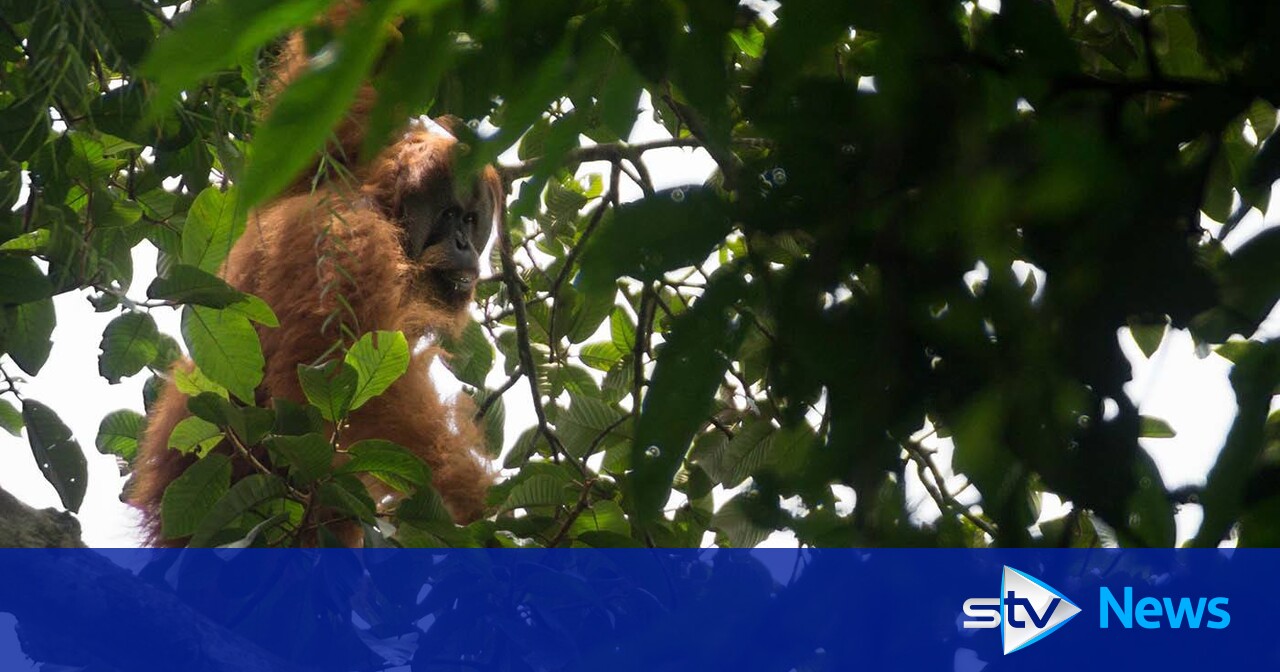 Conservationists urged Yousaf to take action on the dam's threat to the rare orangutan