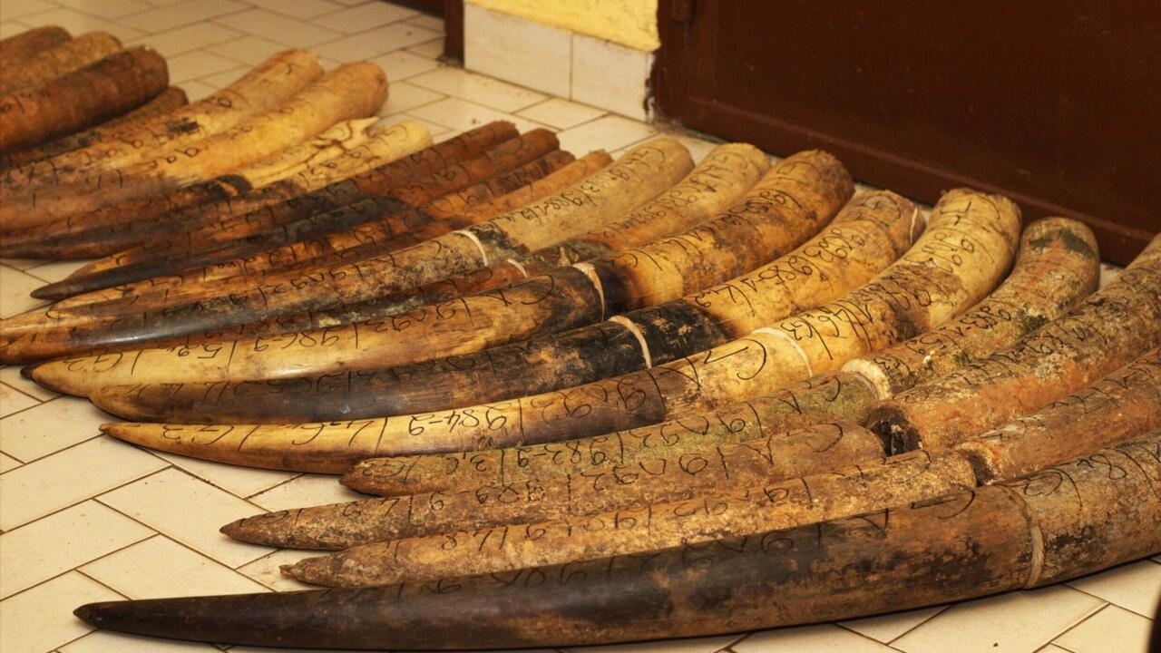 Gabon is taking down the international ivory trade network