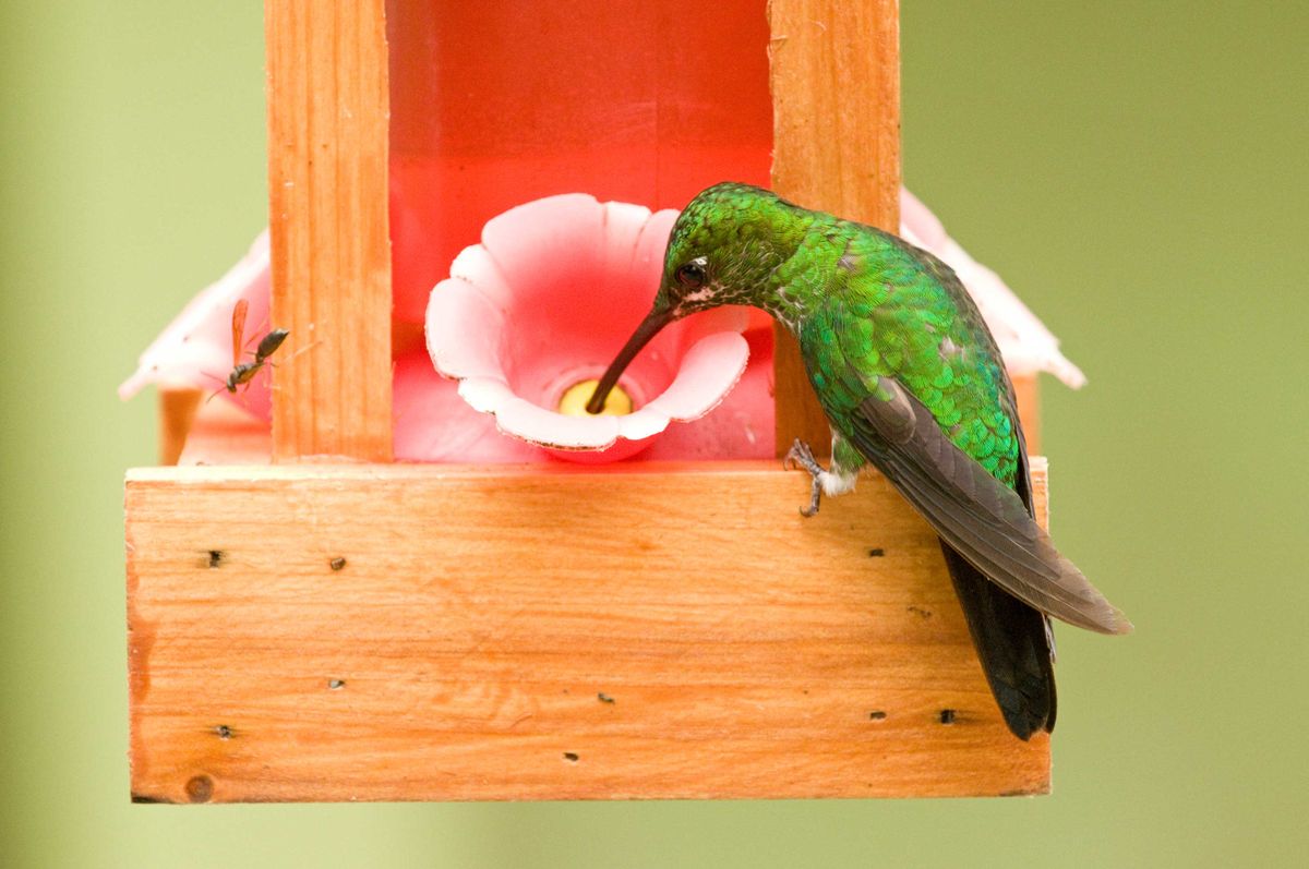 How do I keep bees out of my hummingbird feeder?  5 easy tricks to try