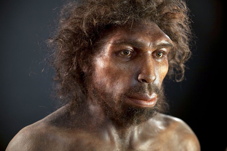 Reconstruction of a specimen of Homo heidelbergensis.