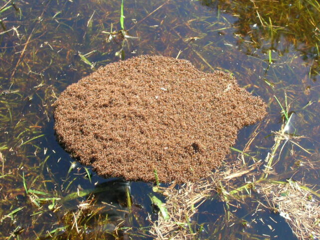 Fire ants are floating
