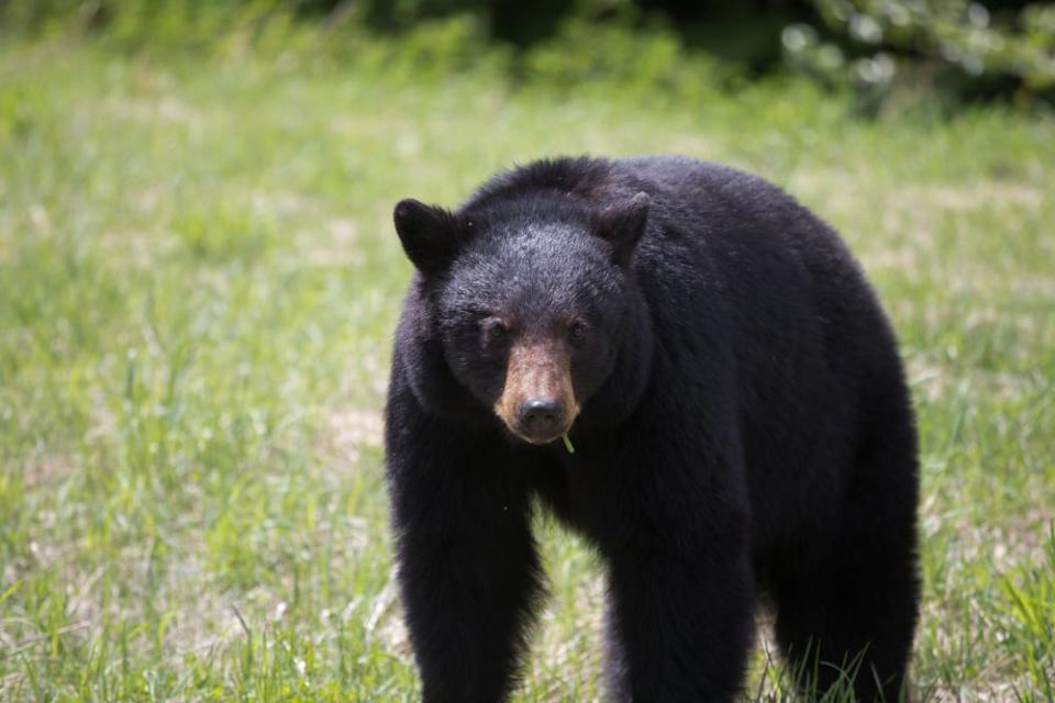 Experts say the best thing people can do to prevent bears from being killed is to attract them in the first place - by securing garbage, removing bird and pet food, harvesting fruit and berries and cleaning barbecues.  (Vladhad/Shutterstock - image credit)