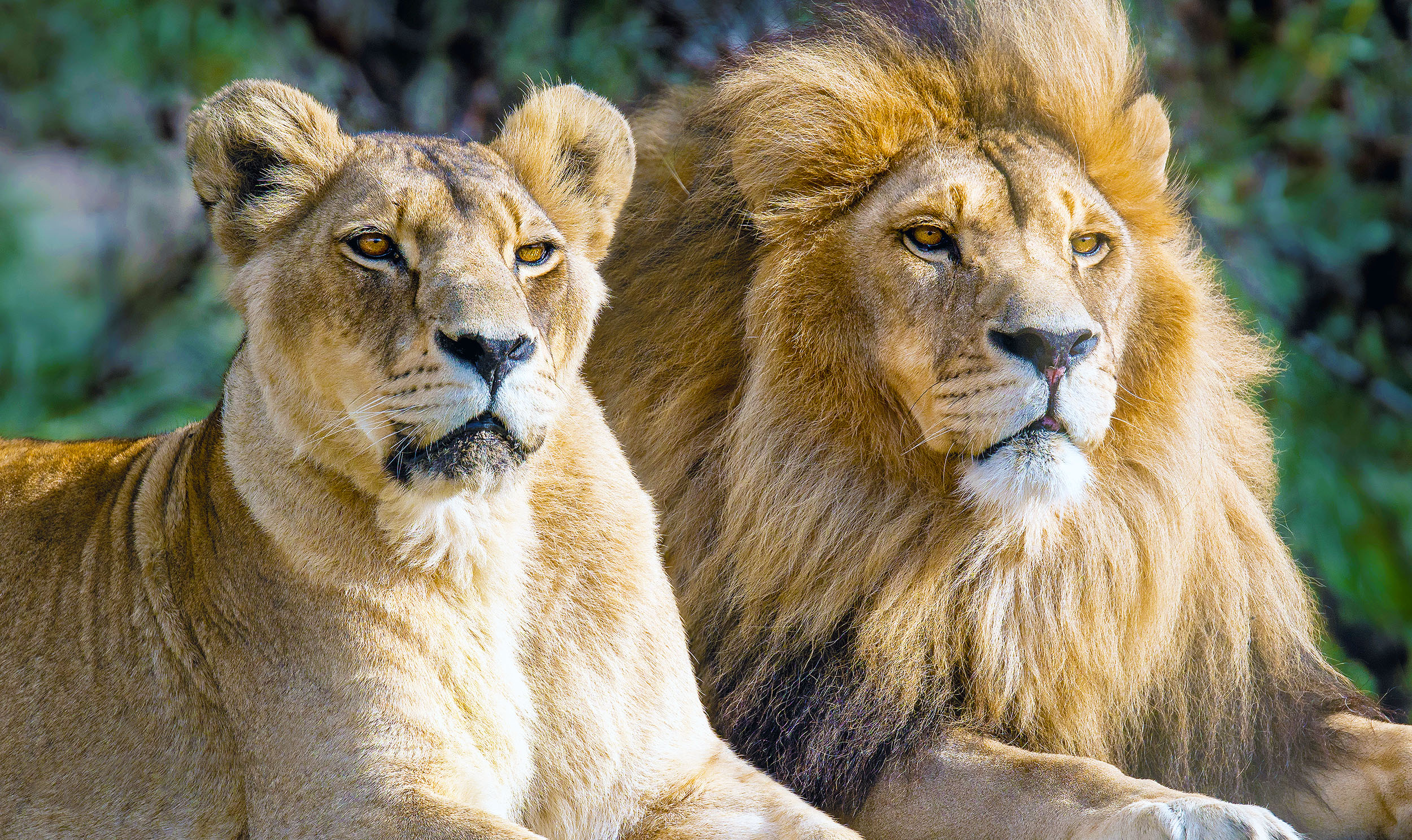Lions are hanging on the brink of extinction, urgent action must be taken