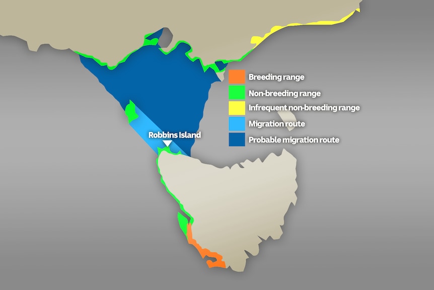 Map showing the distribution and migration patterns of the orange-bellied parrot.