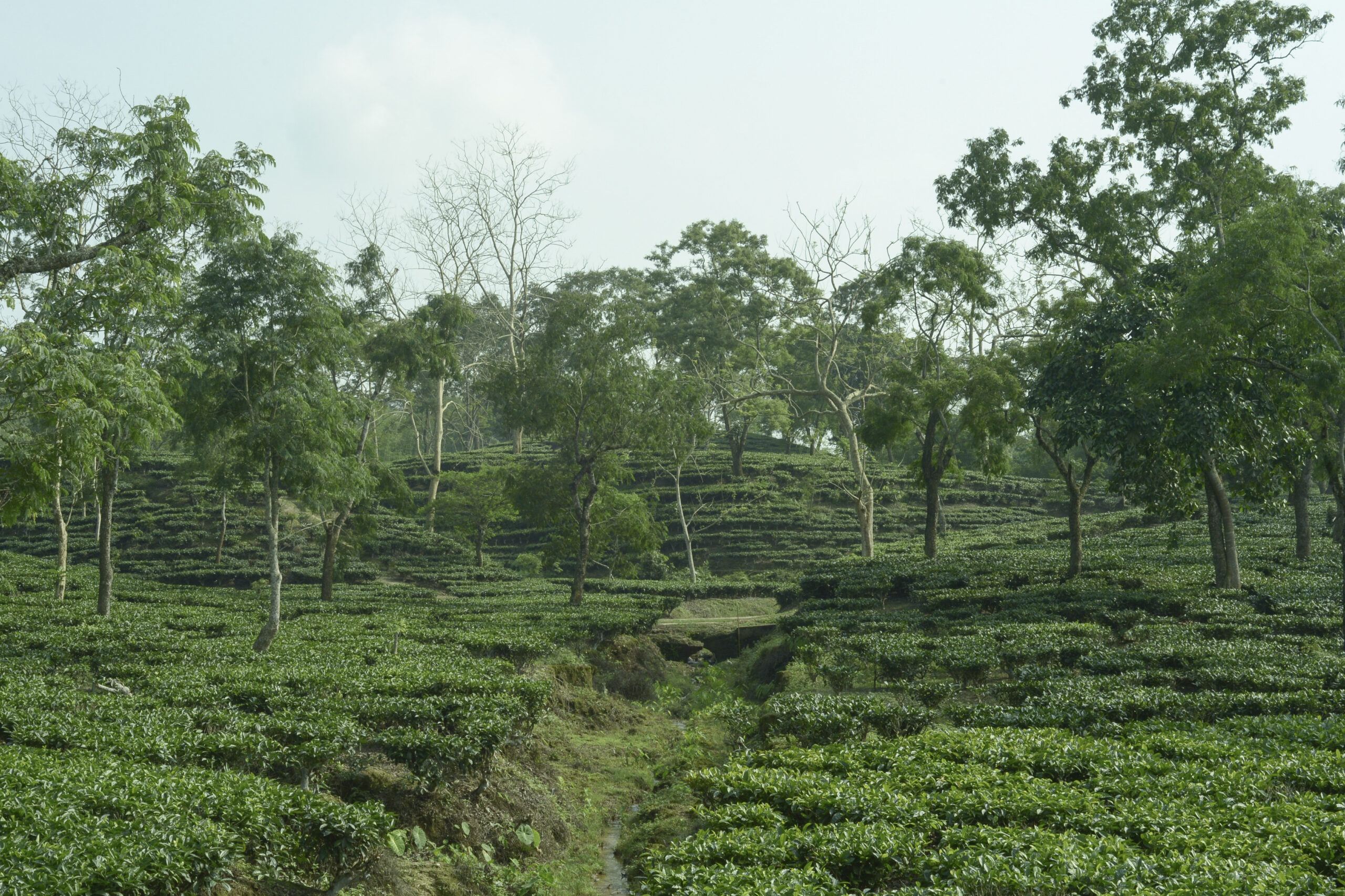 A tea plantation in Sivasagar district of Assam.  The tea bushes are planted close together to make harvesting easier.  However, when the tea pickers enter the middle of the field with waist-high tea plants, their feet are completely hidden from view and they cannot see the things below.  This increases the risk of snakebite.  Photo: Bikash K. Bhattacharya