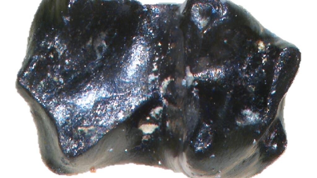 Microscope image of a fossil tooth of Sikuomys mikros, whose original size is similar to a grain of sand.