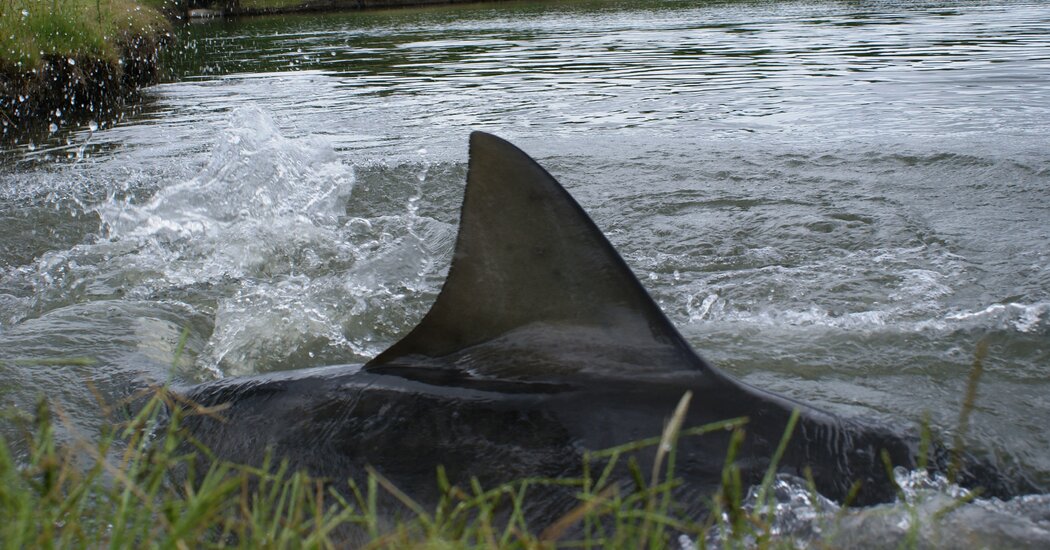 Sharks on the Golf Course Create a watery grave unlike any other