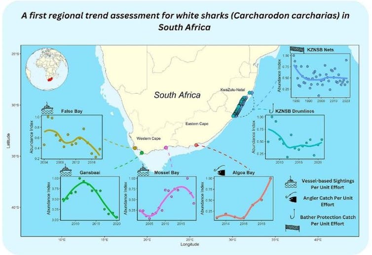 A map of the coast of South Africa with a graph showing the increase or decrease in shark numbers in different areas.