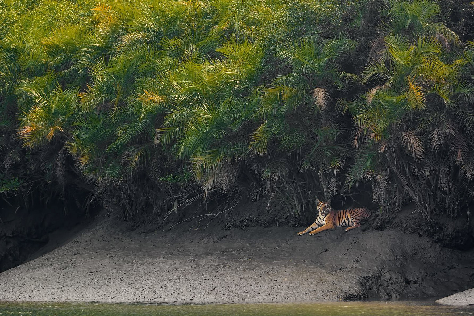 Tiger in the Sundarbans.