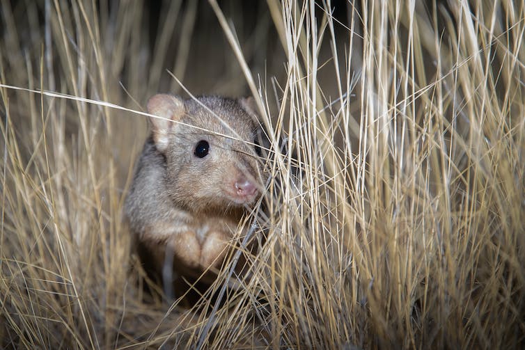 A soft brown mammal looking at the grass