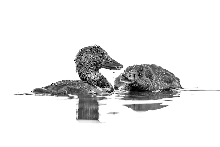 A close up of two ducks that appear to be talking together.  The image is gray