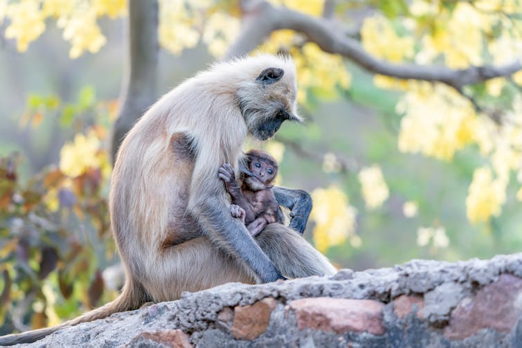 A female gray monkey gives birth to her baby.