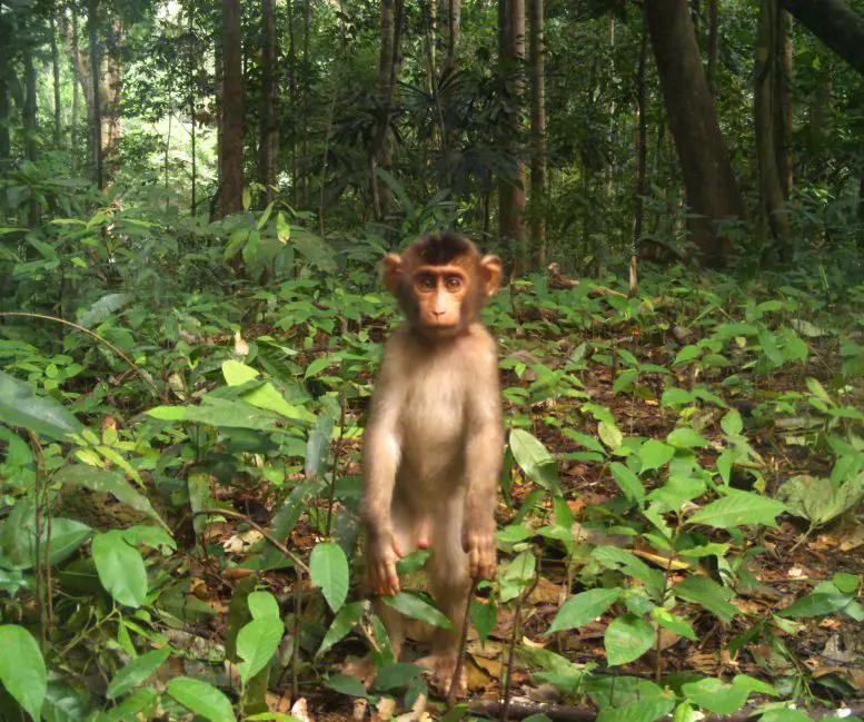 “They Were Everywhere” – Exploding Monkey and Pig Populations Pose Human Disease Risk