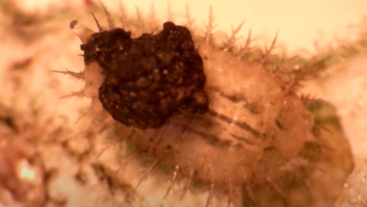 Tortoise beetle larvae use their telescopic buttocks to build shields from shed skin and feces.