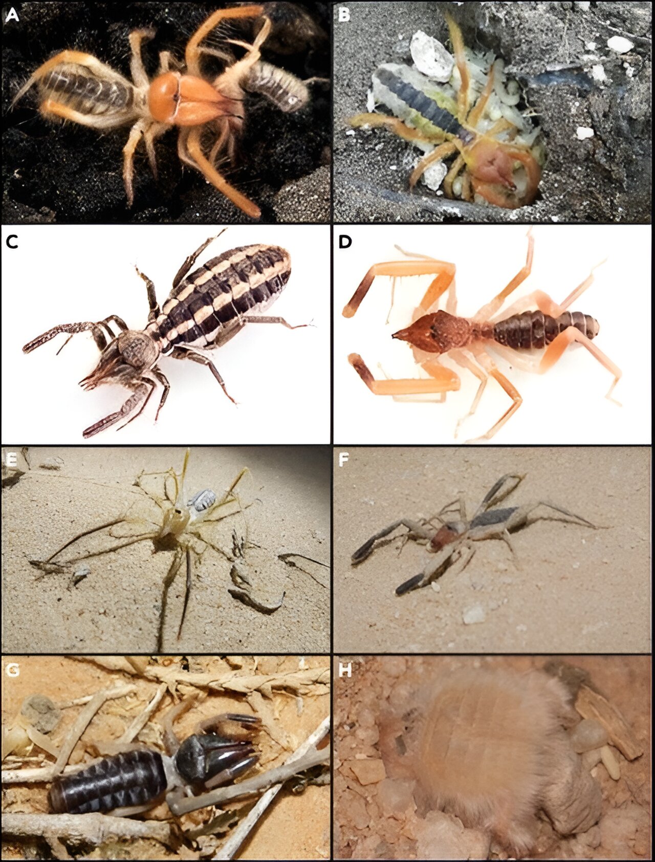 Unraveling the hidden secrets of the evolution of camel spiders with a modern gene tree
