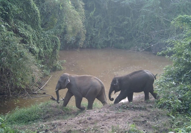 Dinh Quan (left) and Bien Dong were caught on a camera trap in Cat Tien National Park, part of Vietnam's Dong Nai Biosphere Reserve in April, 2023. [Human Society International]
