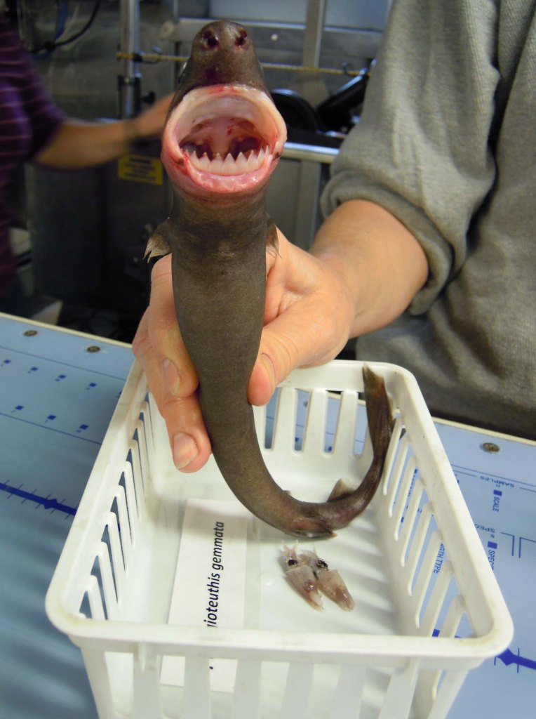 The cookiecutter shark takes a 2-inch round of large prey, including great whites and whales.