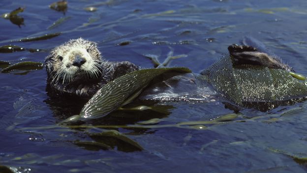 What we can learn from California sea otter surfing